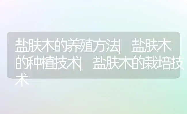 盐肤木的养殖方法|盐肤木的种植技术|盐肤木的栽培技术 | 植物知识