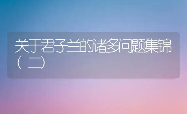 关于君子兰的诸多问题集锦(二) | 植物知识