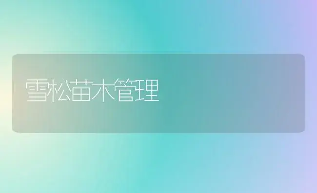 雪松苗木管理 | 植物知识
