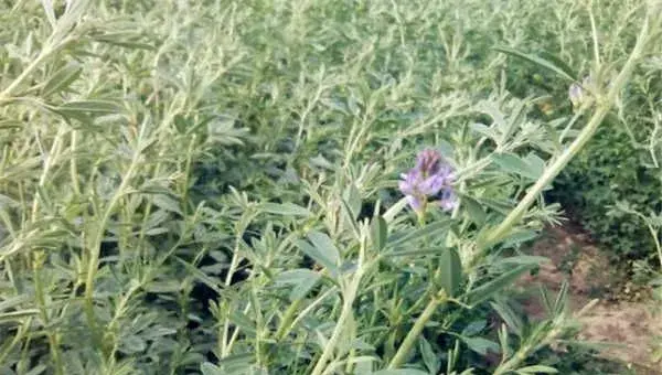 紫花苜蓿种子选种育苗技巧