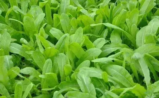 油麦菜播种时间及技巧