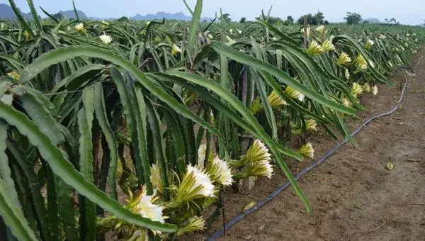 种火龙果为何开花几天就会黄