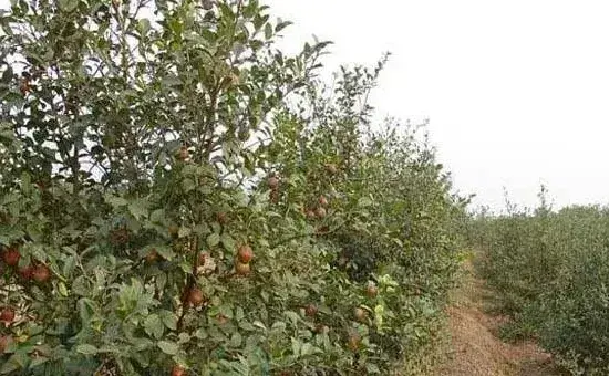 油茶树什么时候环割比较好？油茶树环割的作用和好处是什么？