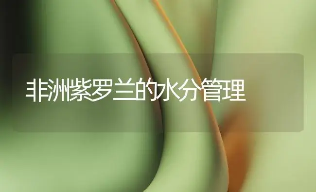 非洲紫罗兰的水分管理 | 植物知识