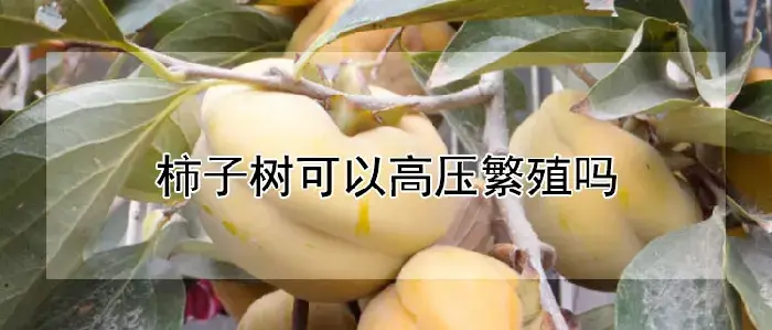 柿子树可以高压繁殖吗