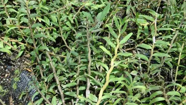 铁皮石斛栽培方法 石斛种植环境