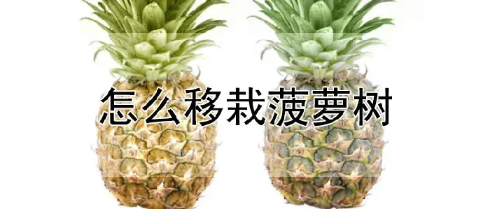 怎么移栽菠萝树
