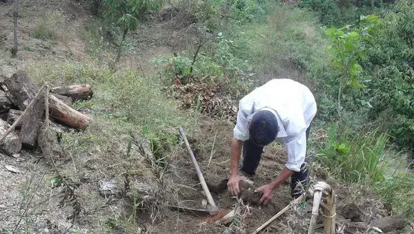 2018种茯苓赚钱吗？茯苓种植的利润与投资成本及前景预测