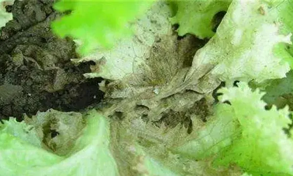 生菜沤根原因及防治措施