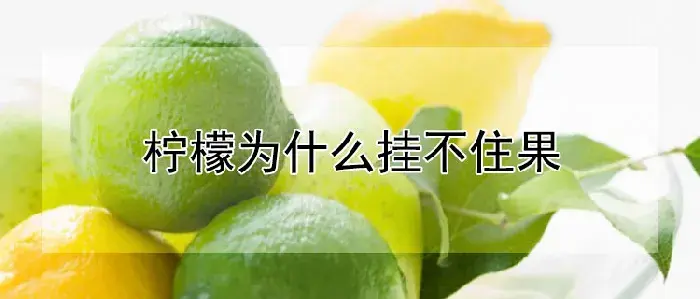 柠檬为什么挂不住果
