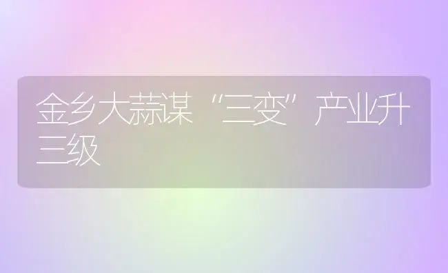 金乡大蒜谋“三变”产业升三级 | 植物百科