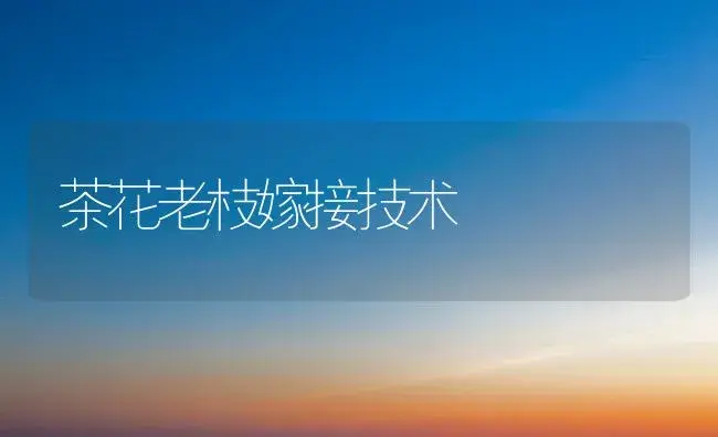 茶花老枝嫁接技术 | 植物科普