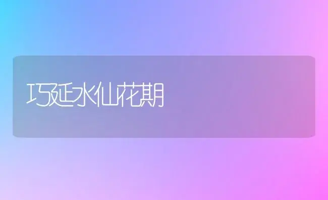 巧延水仙花期 | 植物科普