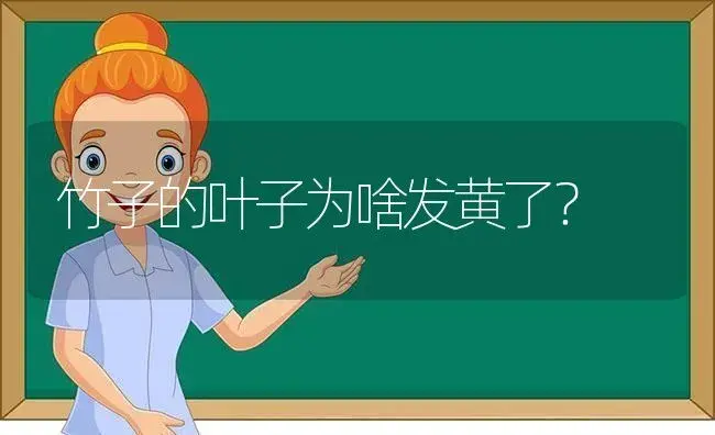 竹子的叶子为啥发黄了？ | 植物问答