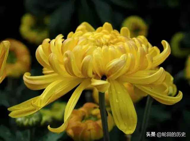 菊花的特点是什么？