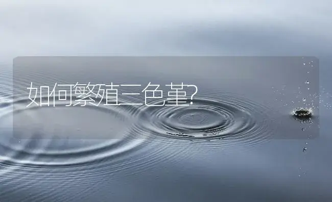 如何繁殖三色堇? | 植物知识