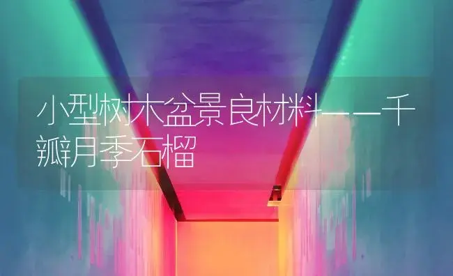 小型树木盆景良材料－－千瓣月季石榴 | 植物知识