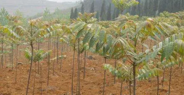 香椿科学种植技术