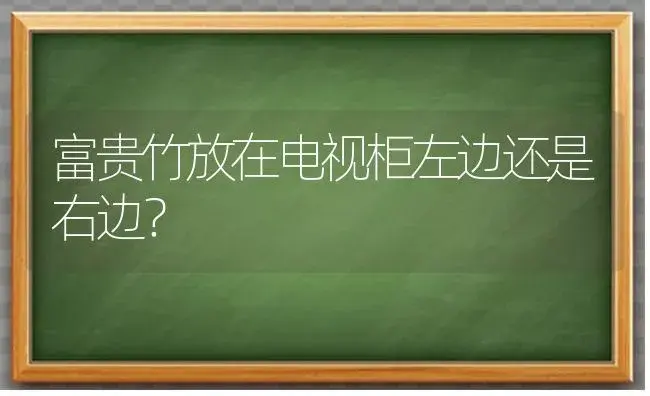 富贵竹放在电视柜左边还是右边？ | 植物问答