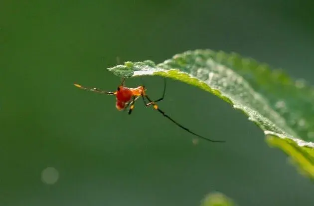 苹果红蜘蛛的特点及防治要点