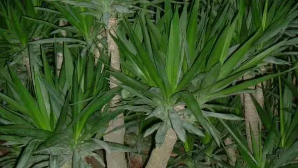 荷兰铁怎么浇水（多久浇一次） 荷兰铁的繁殖方法