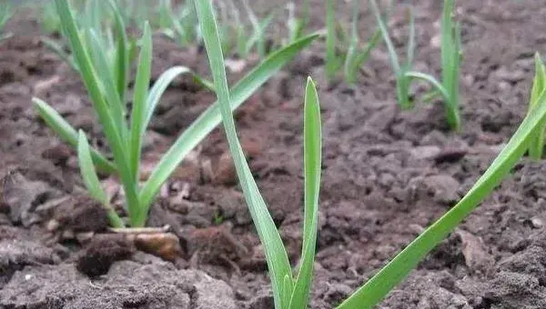 大蒜种植时间和方法，南方秋播北方春播