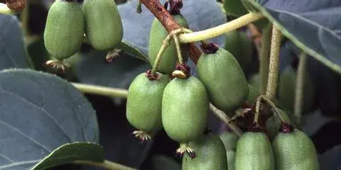 猕猴桃怎么防止果蒂腐烂的做法