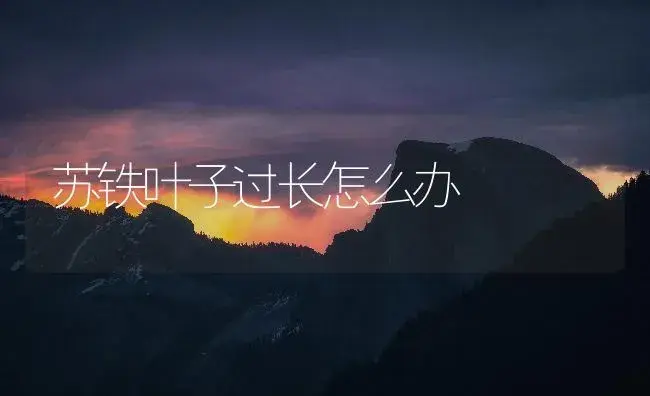 苏铁叶子过长怎么办 | 植物知识