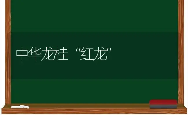 中华龙桂“红龙”（图） | 植物科普