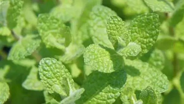 薄荷的种植方法和时间，根据当地环境及种植方式决定时间