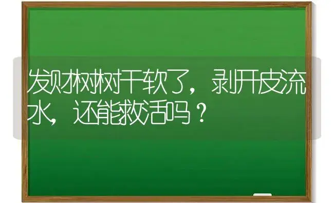 发财树树干软了，剥开皮流水，还能救活吗？ | 植物问答