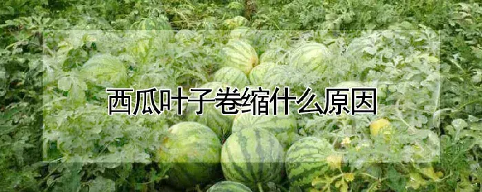 西瓜叶子卷缩什么原因