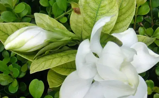 养殖栀子花技巧及注意事项有哪些？