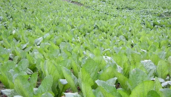 莴笋夏季怎么栽培能高产