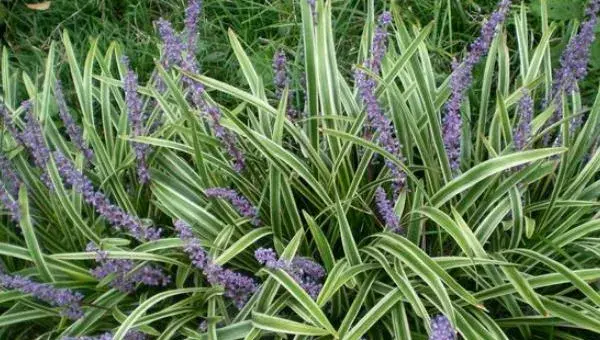 麦冬如何种植 怎样种植麦冬