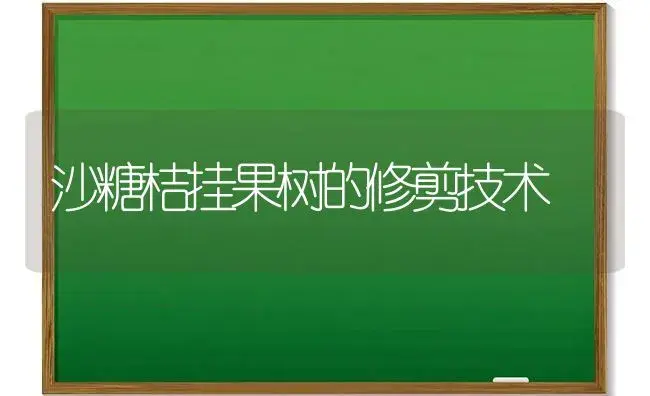 沙糖桔挂果树的修剪技术 | 植物科普