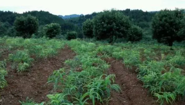 鸡头黄精种植技术 鸡头黄精亩产量有多少