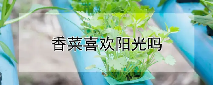 香菜喜欢阳光吗