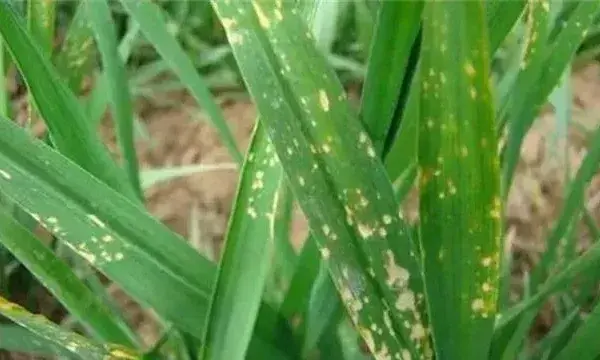 冬季小麦除草如何避免药害