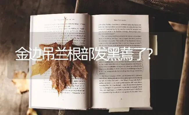 金边吊兰根部发黑蔫了？ | 植物问答