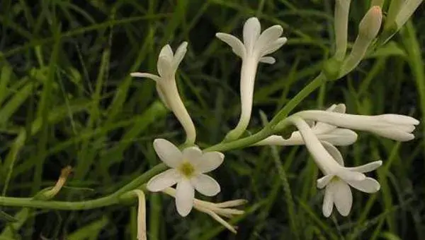 晚香玉花什么时候开花 晚香玉花种球什么时候种