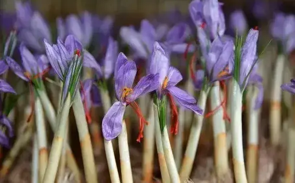 藏红花种球繁殖方法