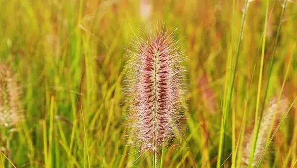狼尾草种植技术 狼尾草冬天怎么处理