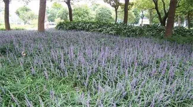 麦冬的种植条件