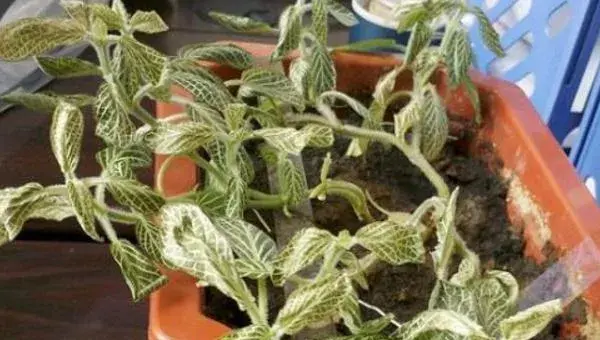 网纹草叶子蔫了怎么办 网纹草叶子发黄的处理方法
