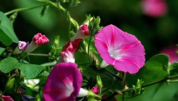 牵牛花怎么种 牵牛花种植方法与注意事项