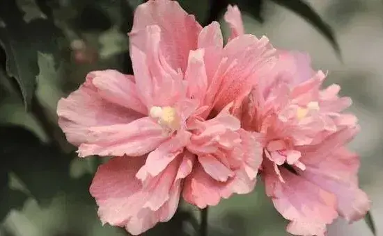 木槿花的养殖方法及价值介绍