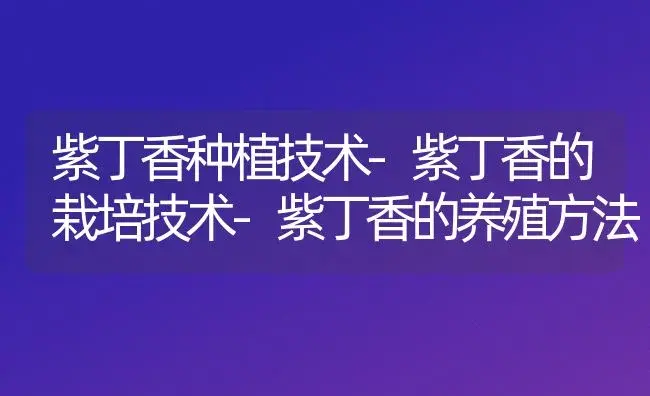 紫丁香种植技术-紫丁香的栽培技术-紫丁香的养殖方法 | 植物知识