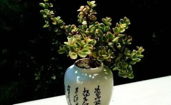 雅乐之舞可以水培吗，水培日常管理更加方便