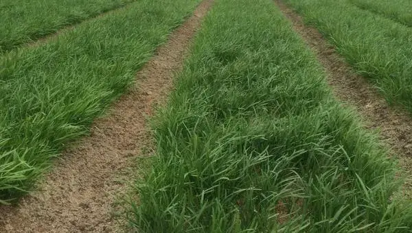 种韭菜丰产栽培技术 韭菜怎么种植方法